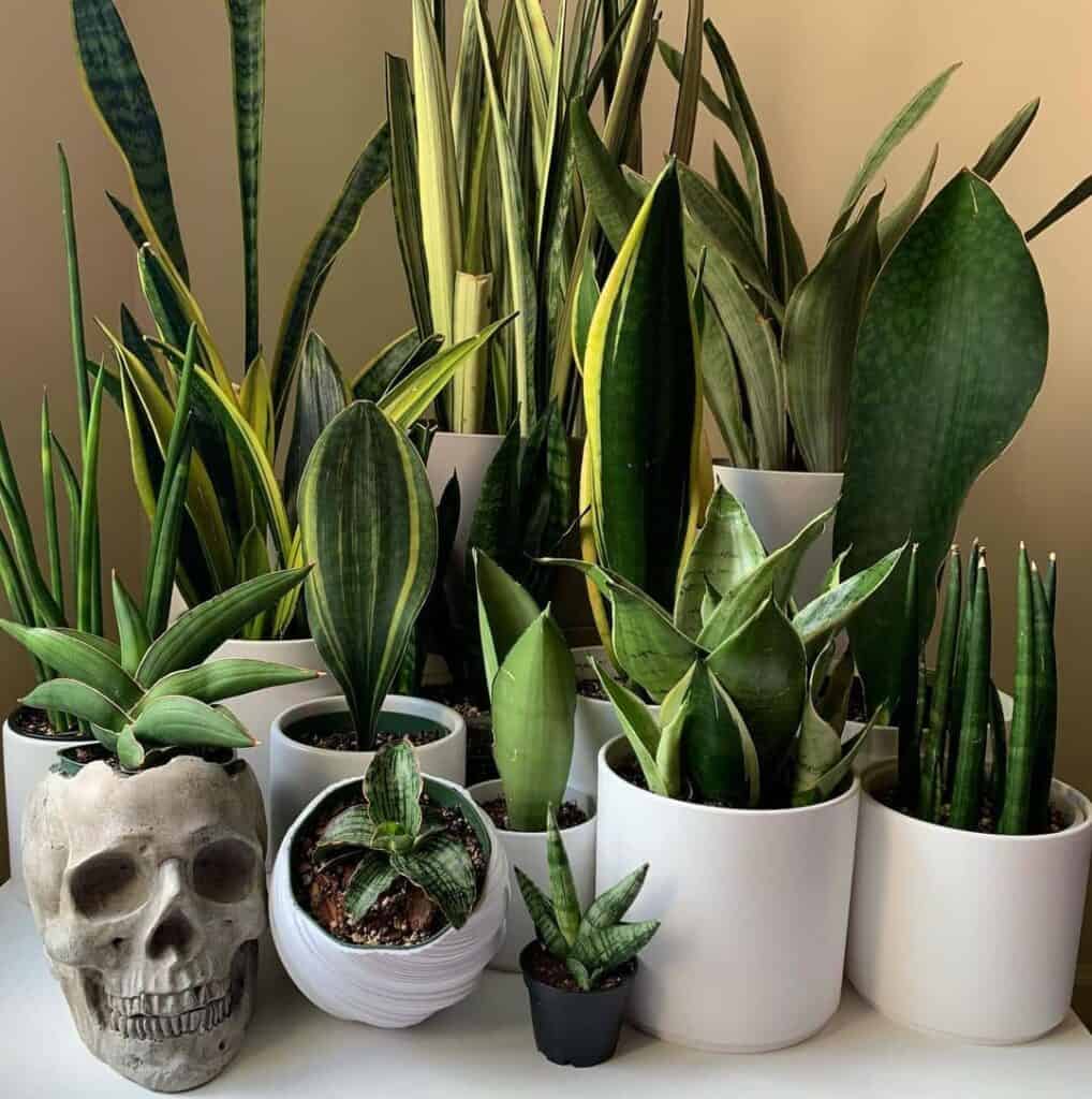 grow snake plant indoors