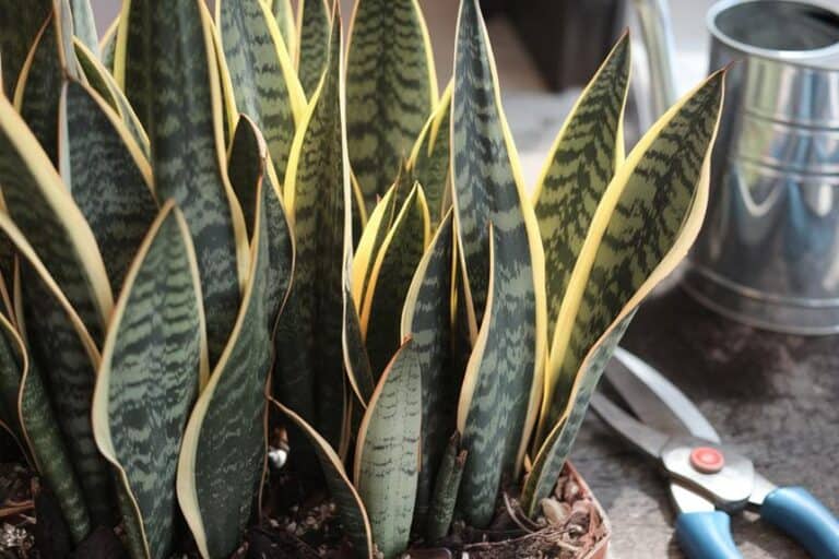 grow fuller bushier snake plants