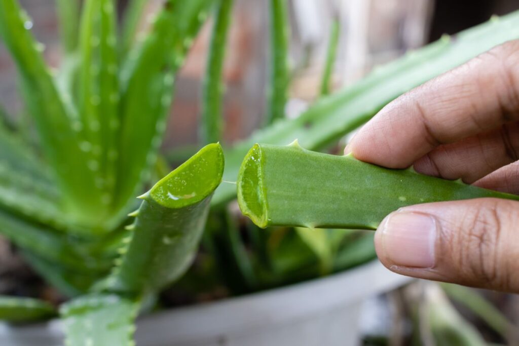 harvesting aloe vera