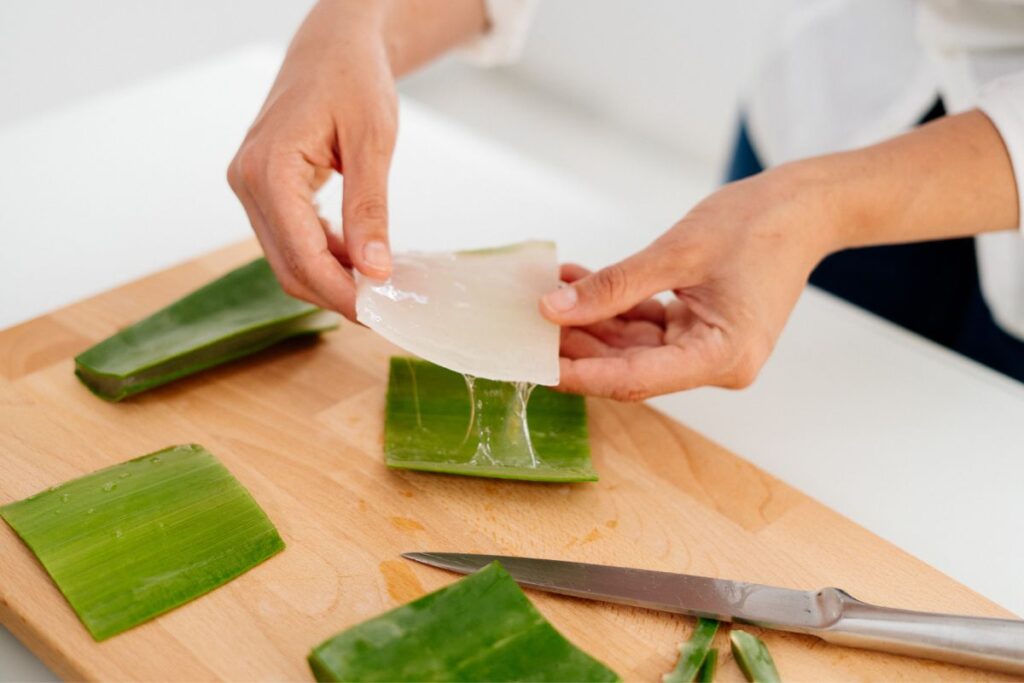 harvesting aloe vera gel