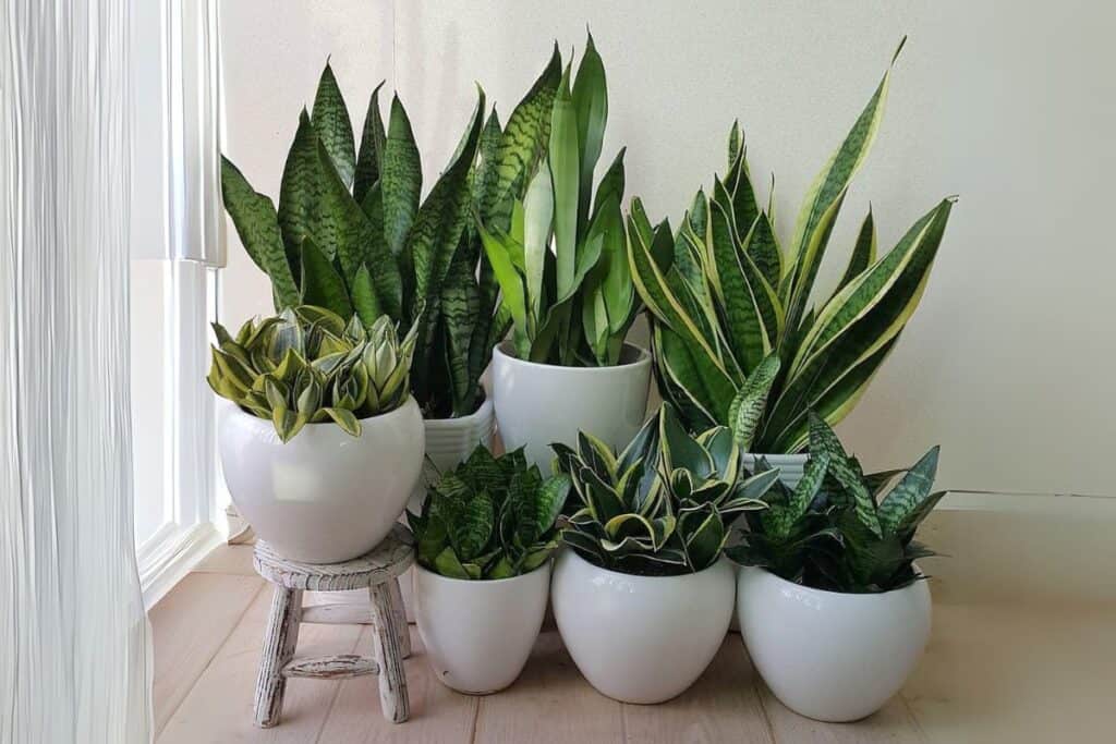 how to care for snake plants indoors