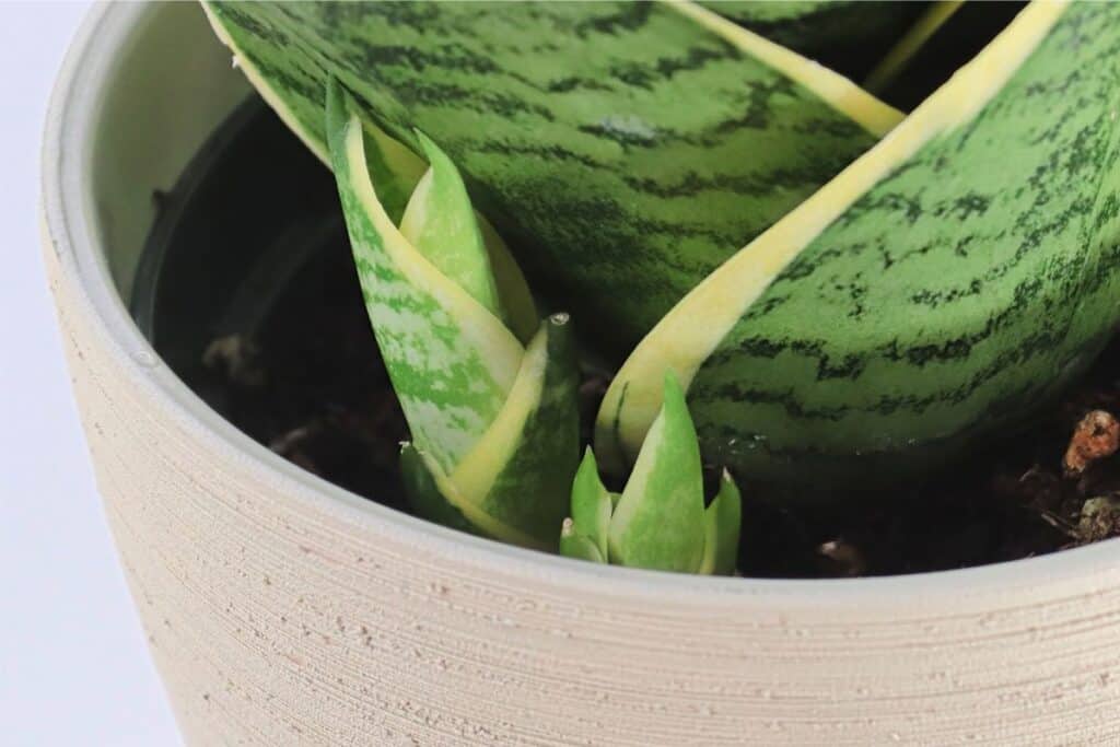 how to make a snake plant produce pup