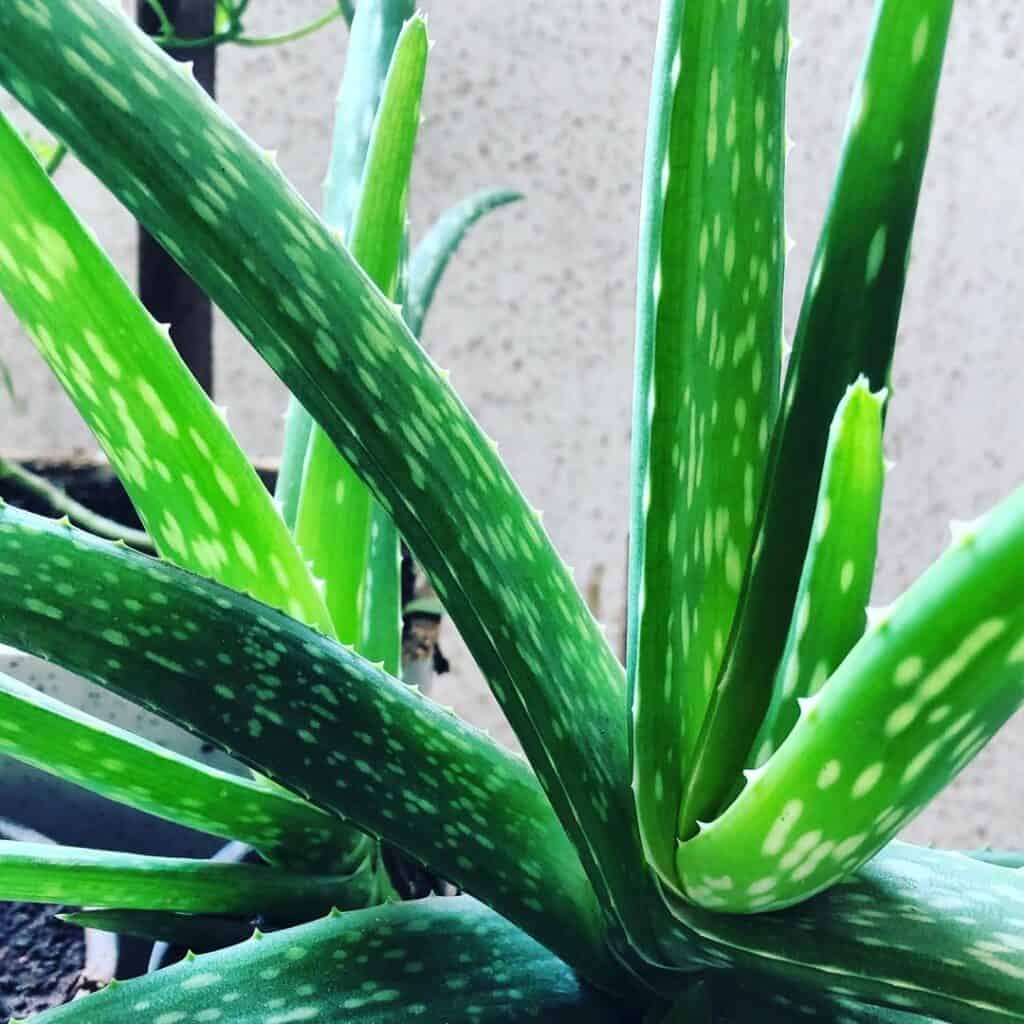 mature aloe vera plants