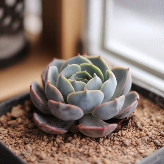 resting succulents require gentle care