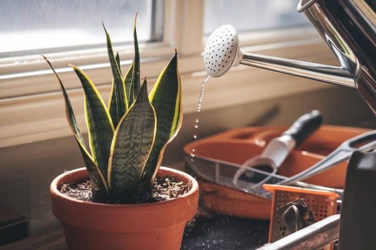 restore dehydrated snake plant resilience