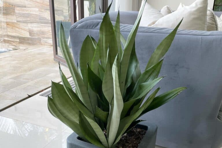 How to Grow and Care for Sansevieria Moonshine