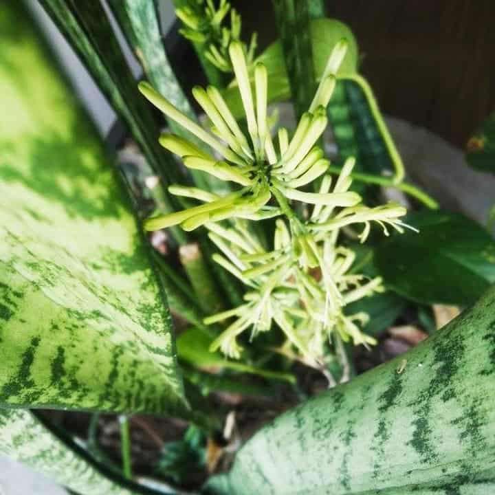 snake plant blooms