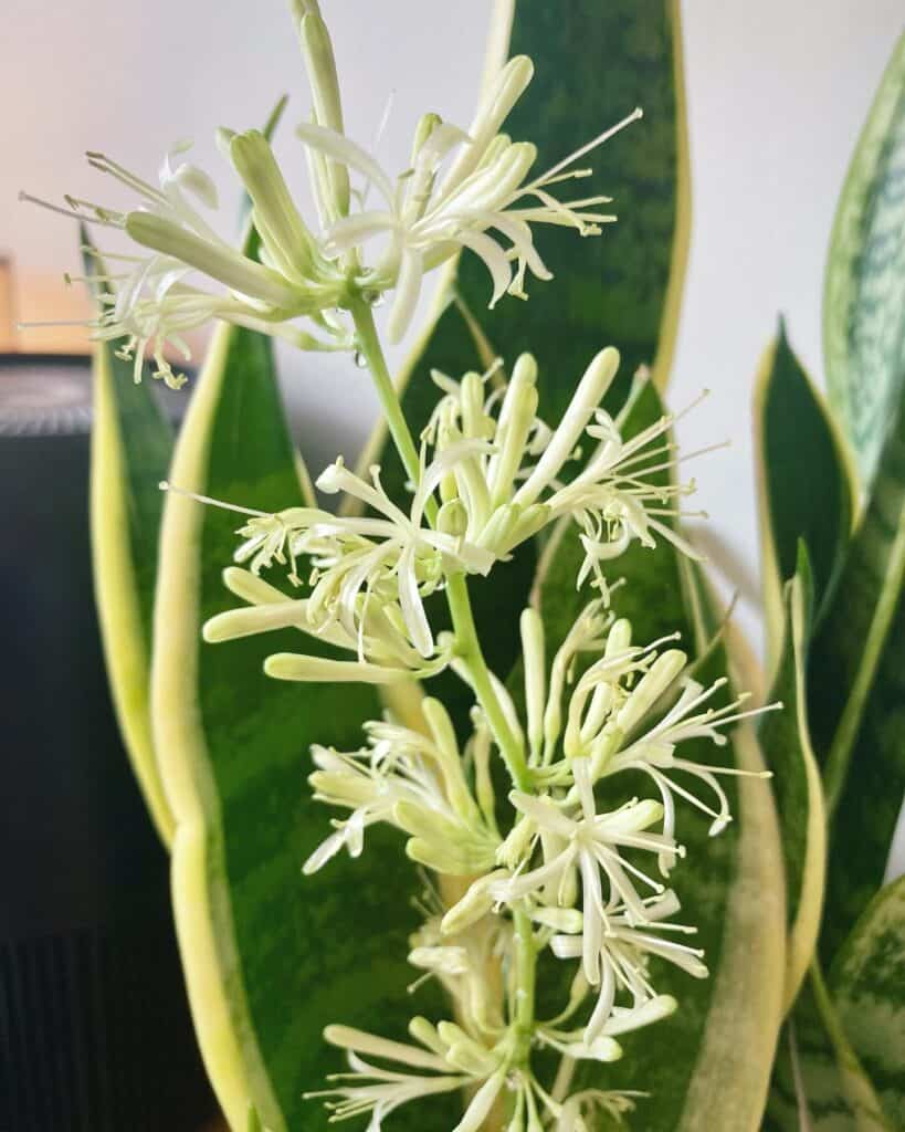 snake plant flowers