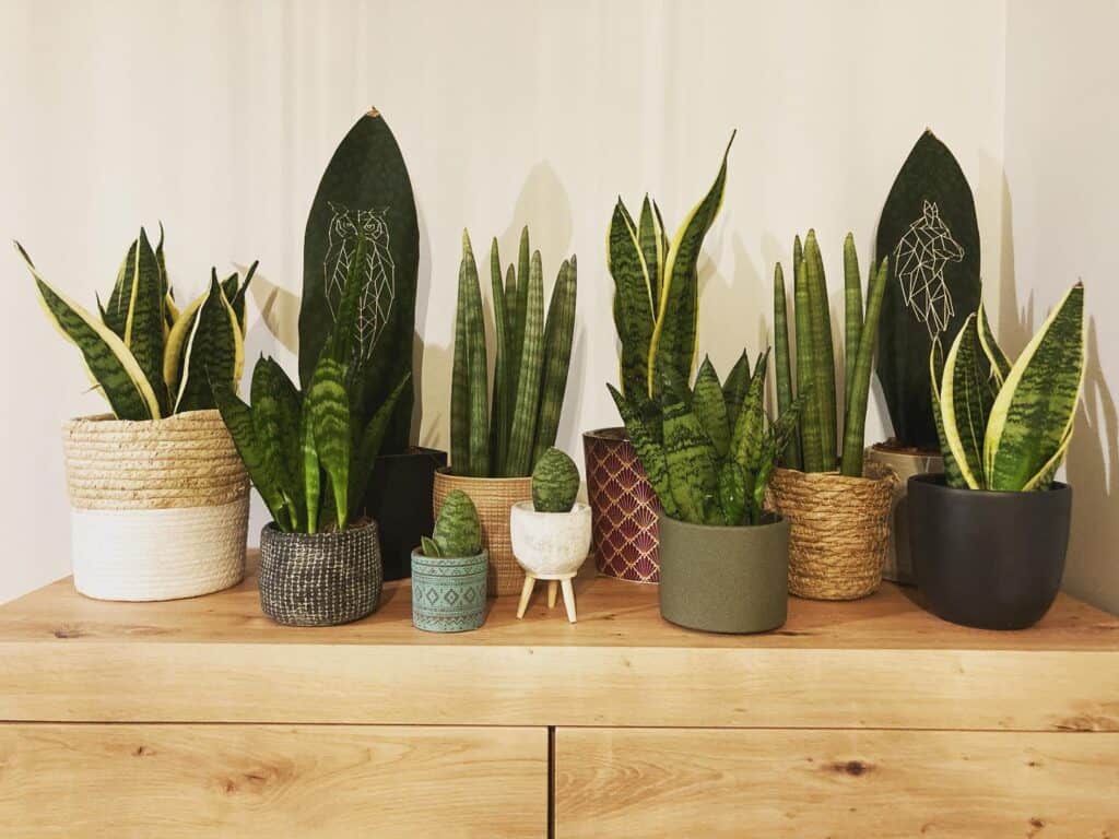 snake plant indoor care