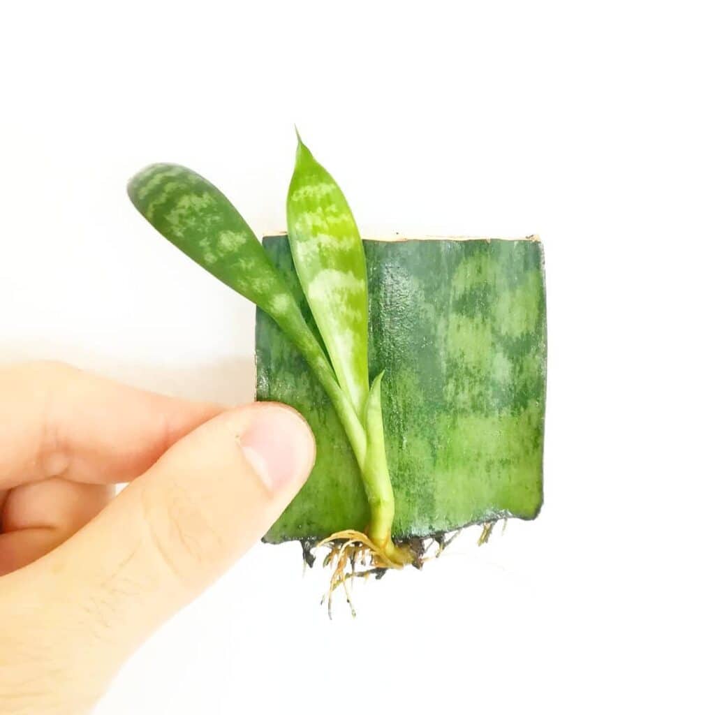 snake plant leaf cutting propagation 1