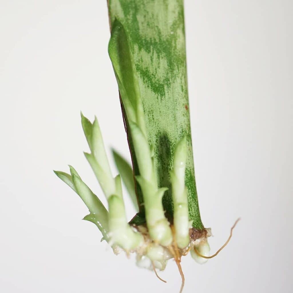 snake plant leaf cutting propagation