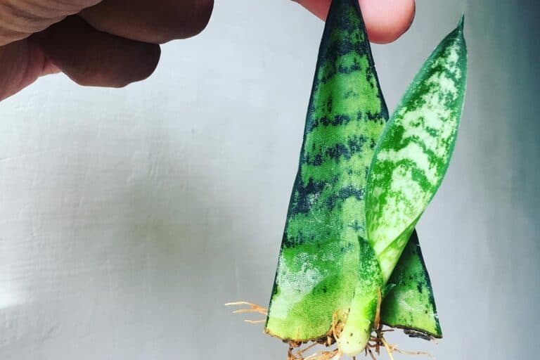 7 ways to propagate snake plants