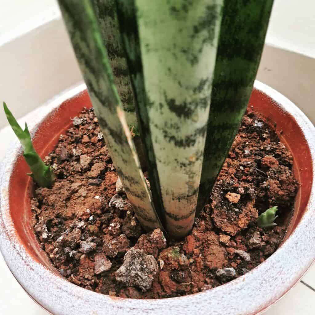 snake plant pup propagation