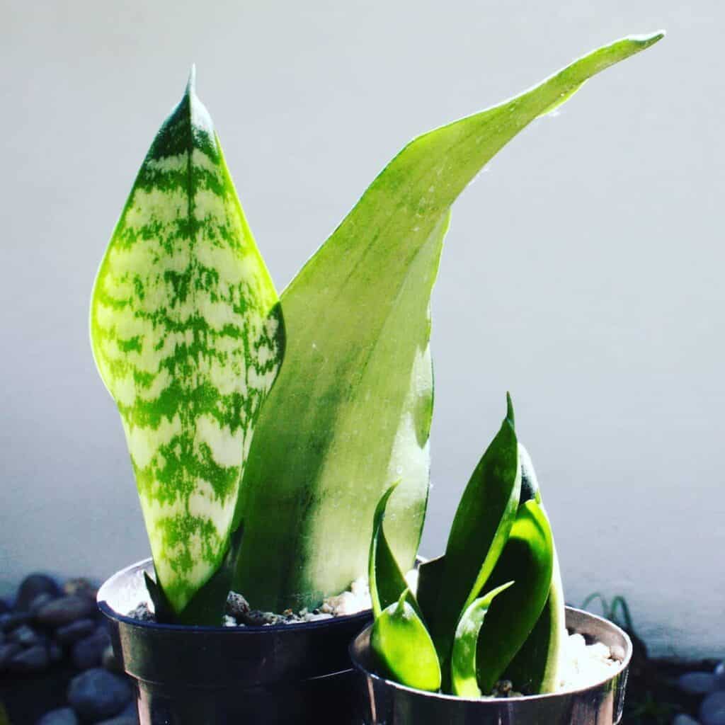 snake plant soil propagation