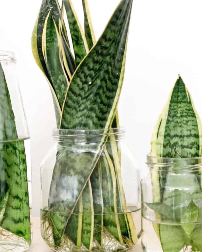 snake plant water propagation