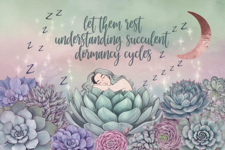 succulent dormancy cycles understanding rest