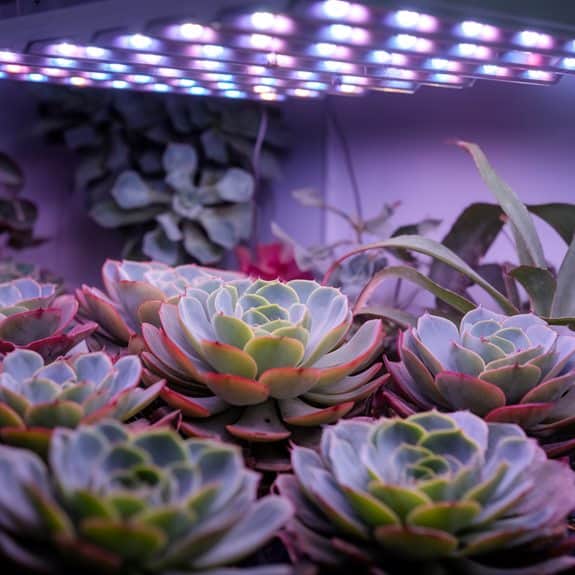 succulent light needs understanding essential