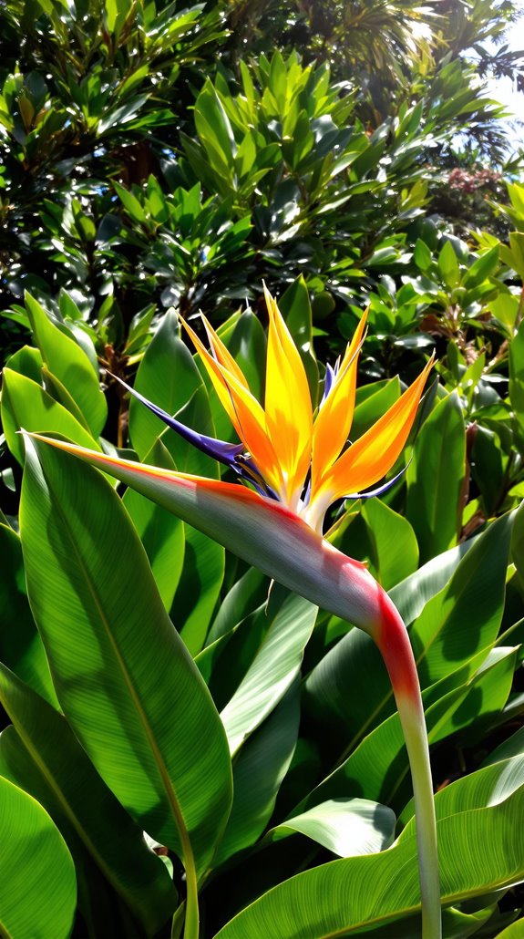 vibrant tropical flower blooms