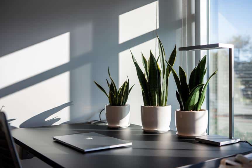 workspace enhancing snake plant cultivation