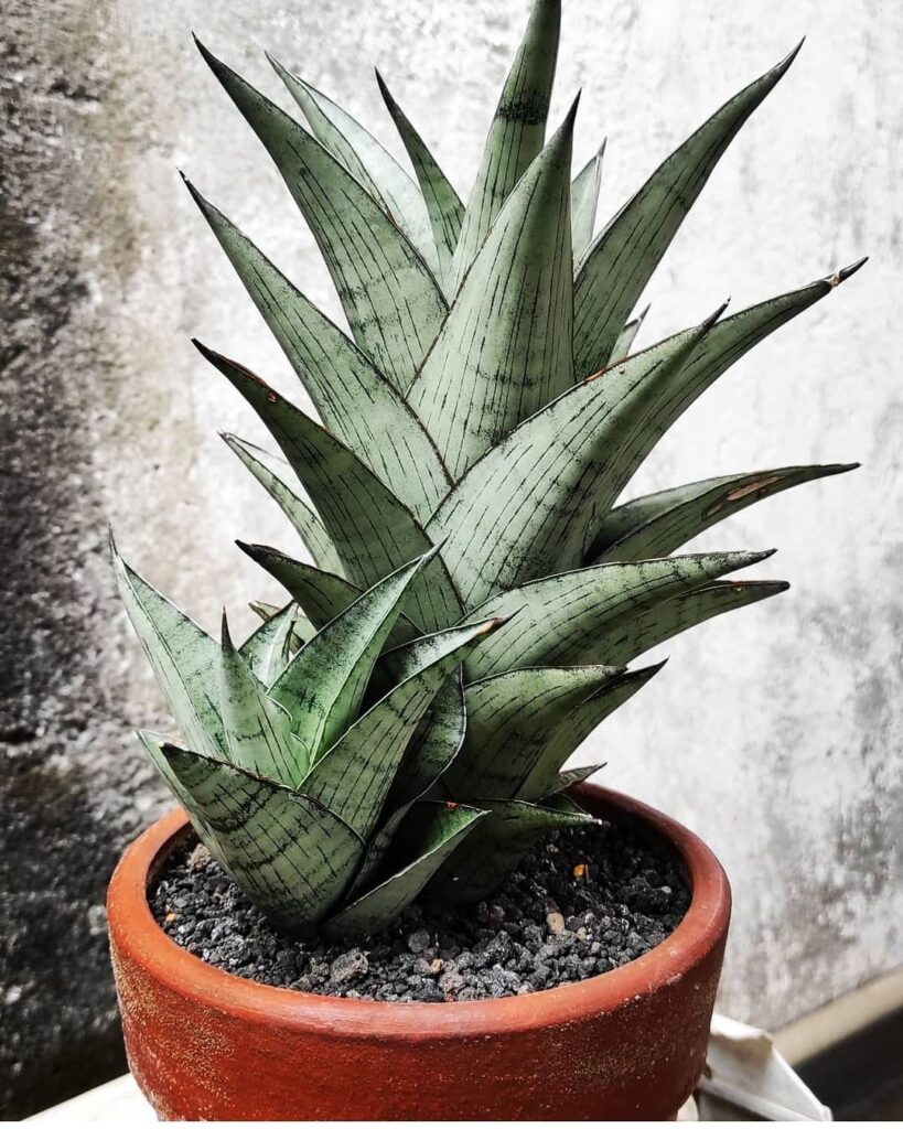 Sansevieria Agatha