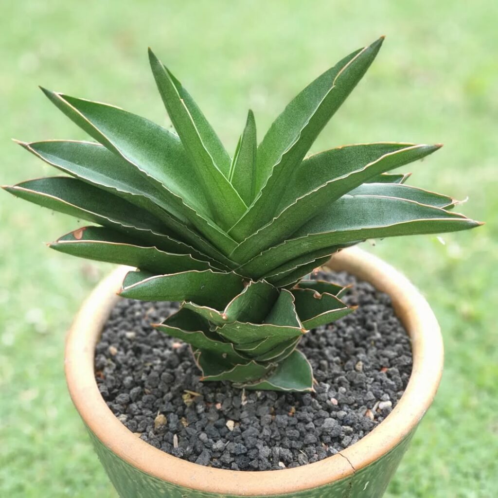 Sansevieria Andaman