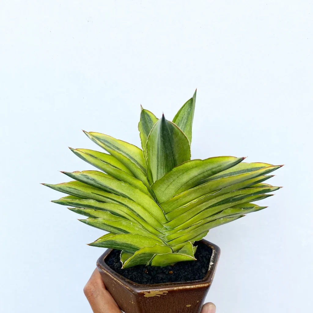 Sansevieria Andaman Variegata