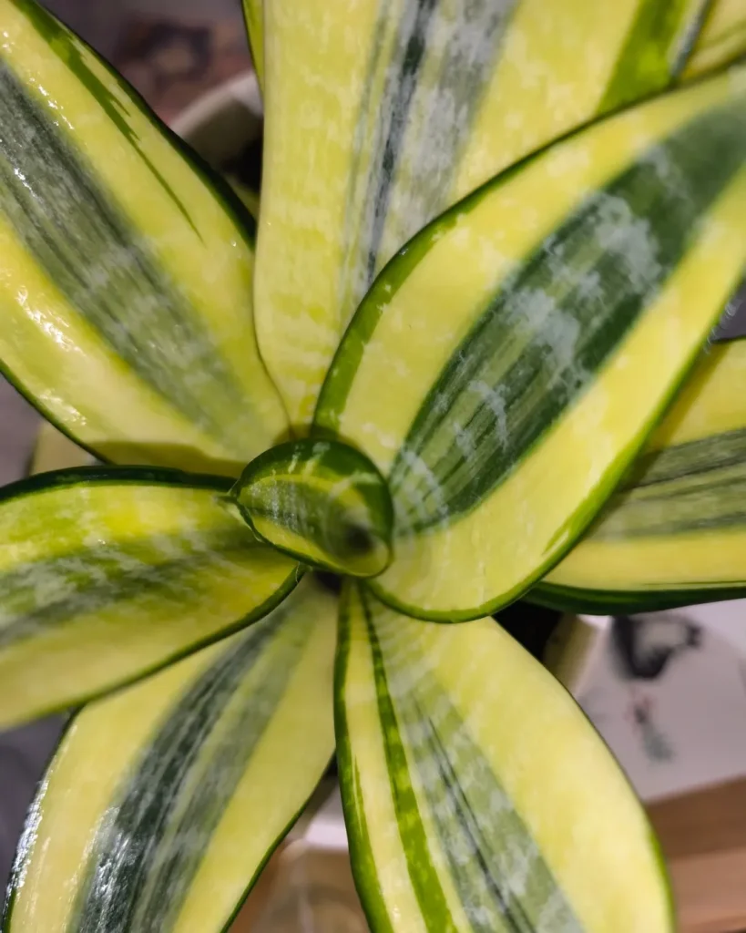 Sansevieria Asahi