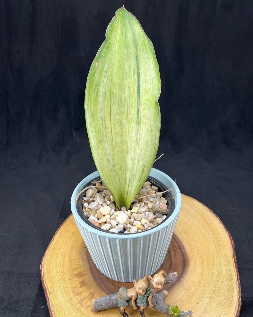 Sansevieria Bruda