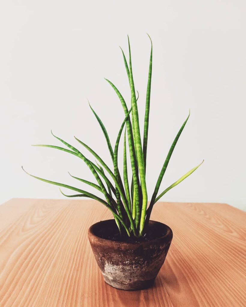 Sansevieria Fernwood