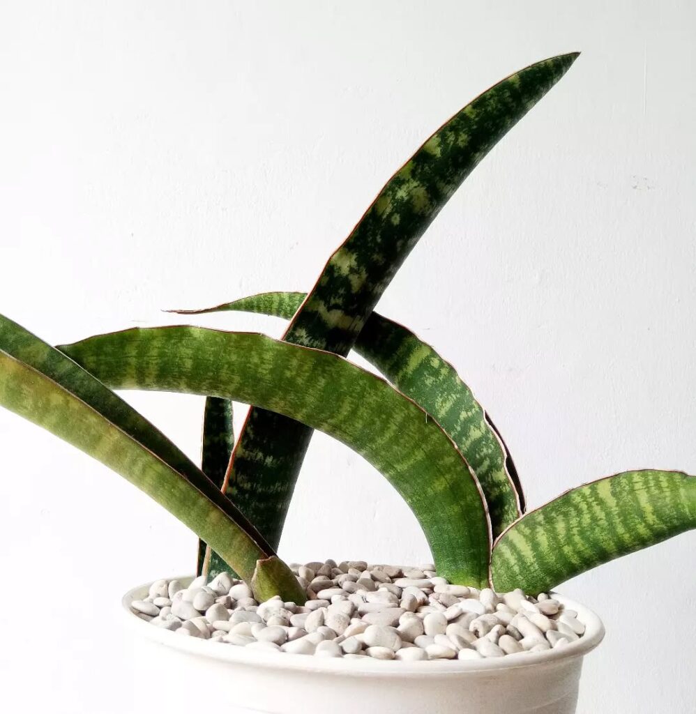 Sansevieria Leopard Bat