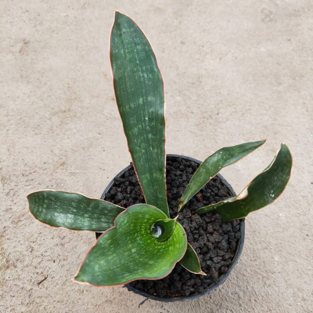 Sansevieria Malawi