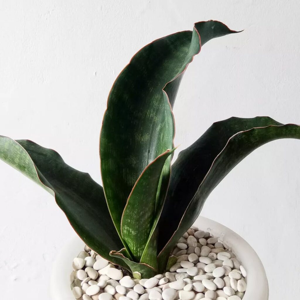 Sansevieria Malawi Midnight