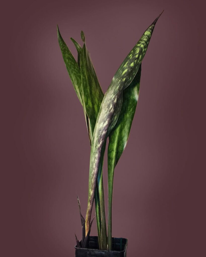 Sansevieria Sudwala Caves