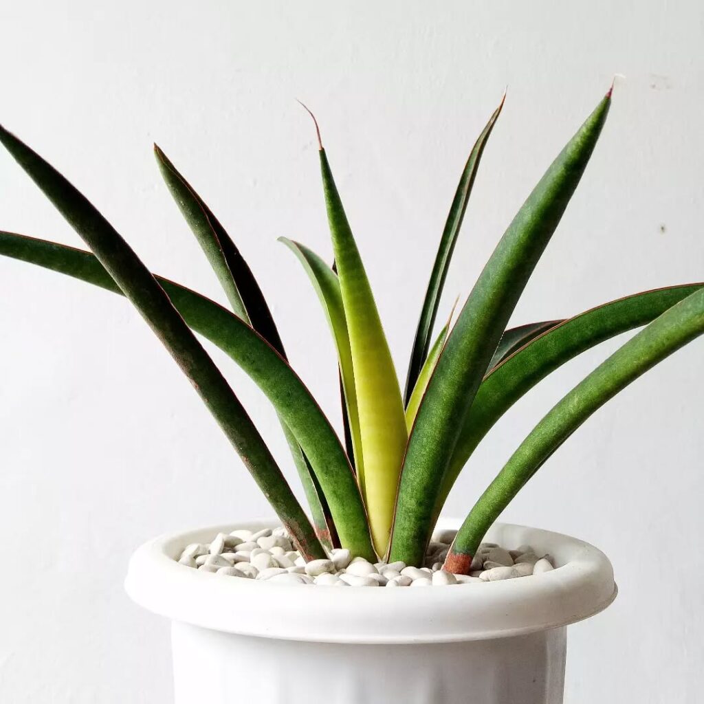 Sansevieria aethiopica