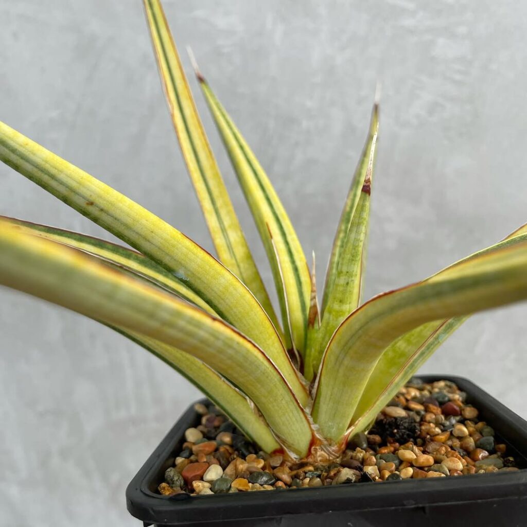 Sansevieria aethiopica Variegata