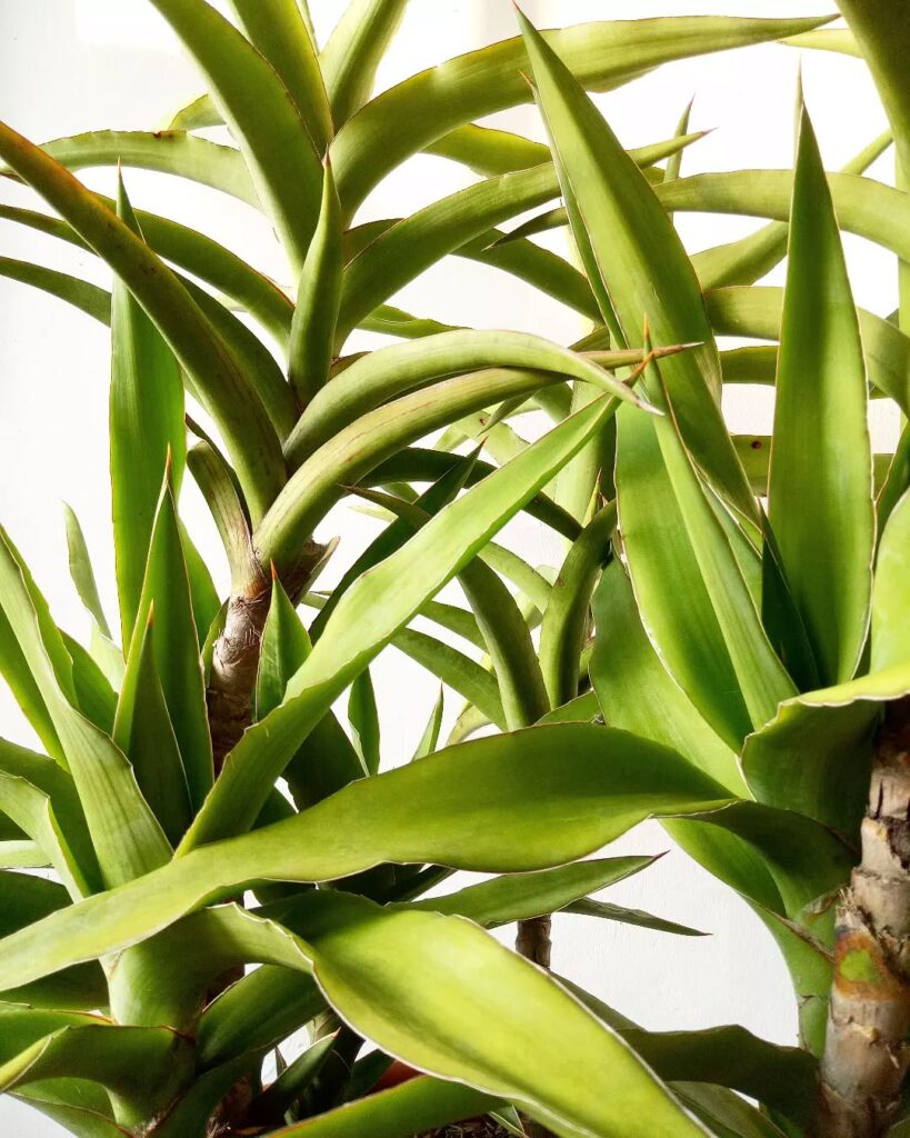 Sansevieria arborescens