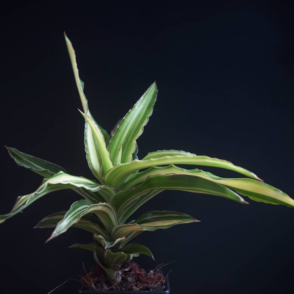 Sansevieria arborescens Variegata
