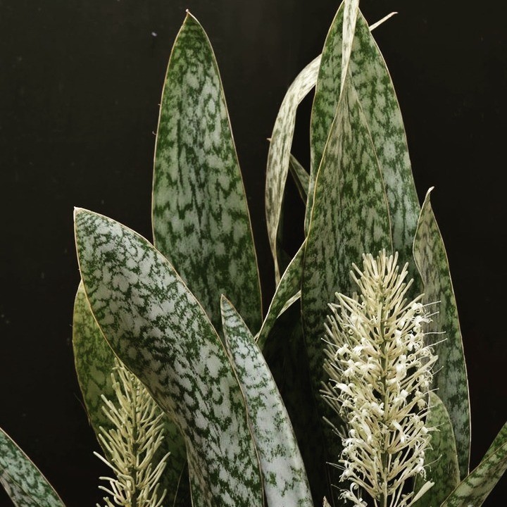 Sansevieria aubrytiana