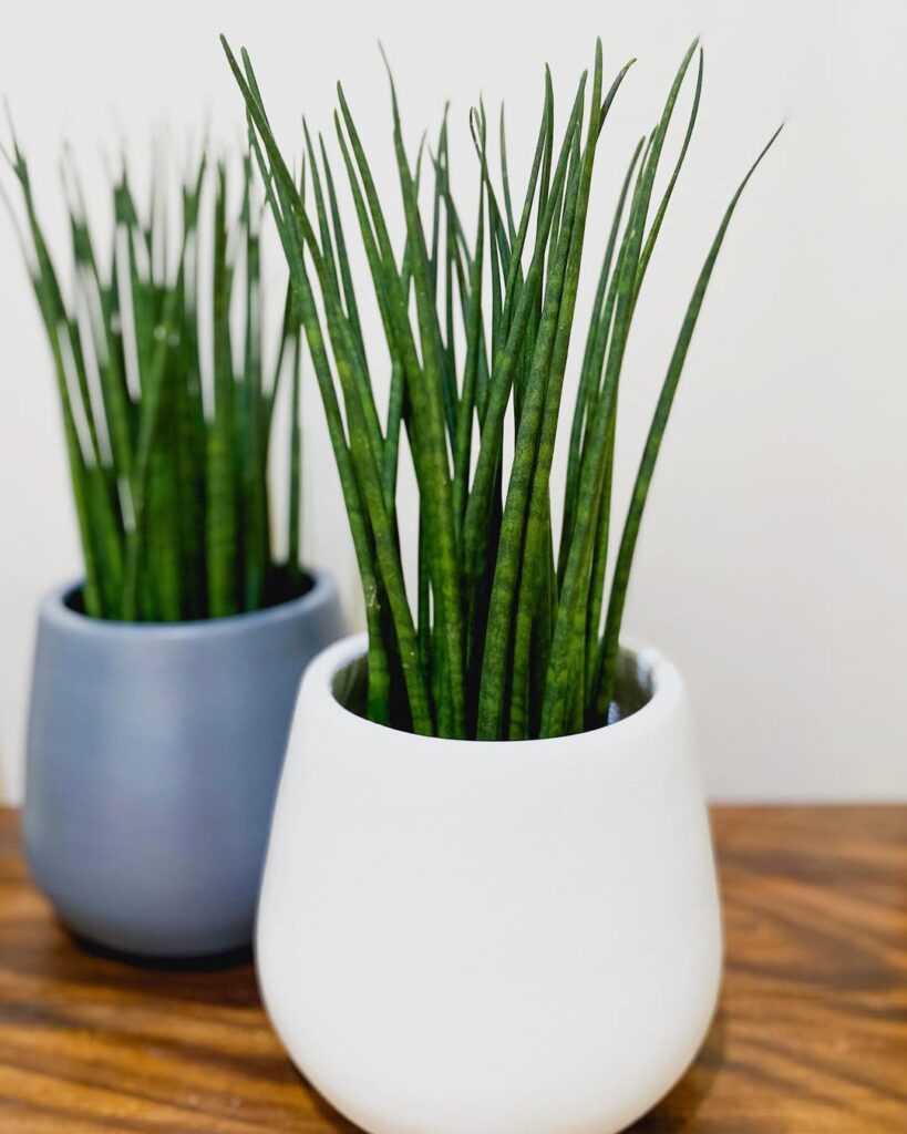 Sansevieria bacularis