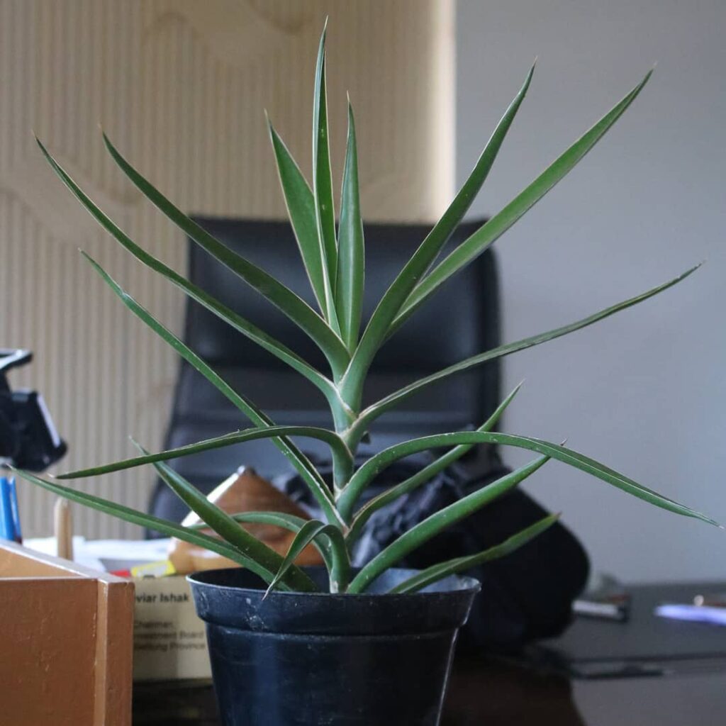 Sansevieria bagamoyensis