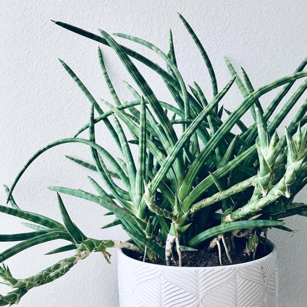 Sansevieria ballyi