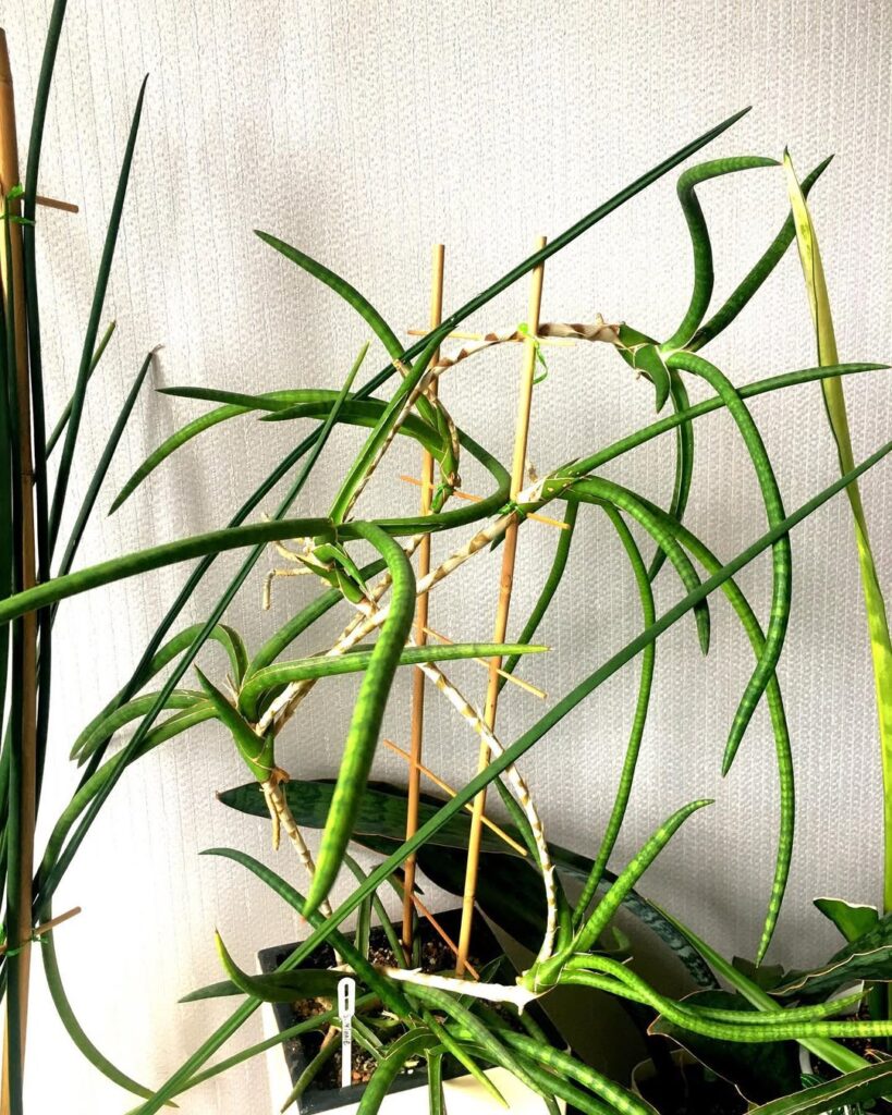 Sansevieria ballyi Minnie