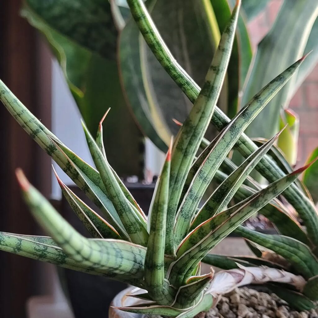 Sansevieria ballyi Star