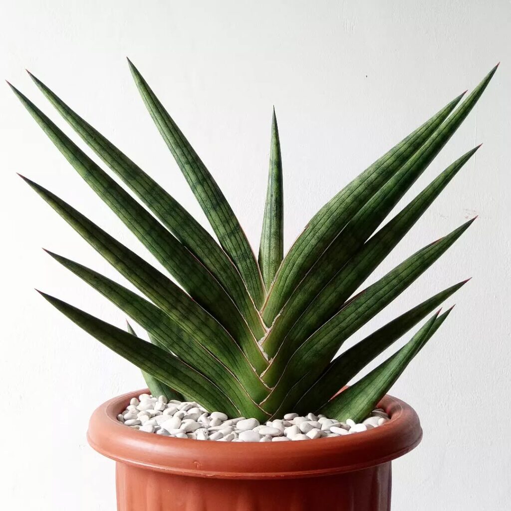 Sansevieria bella