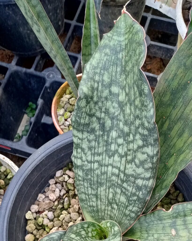 Sansevieria bhitalae