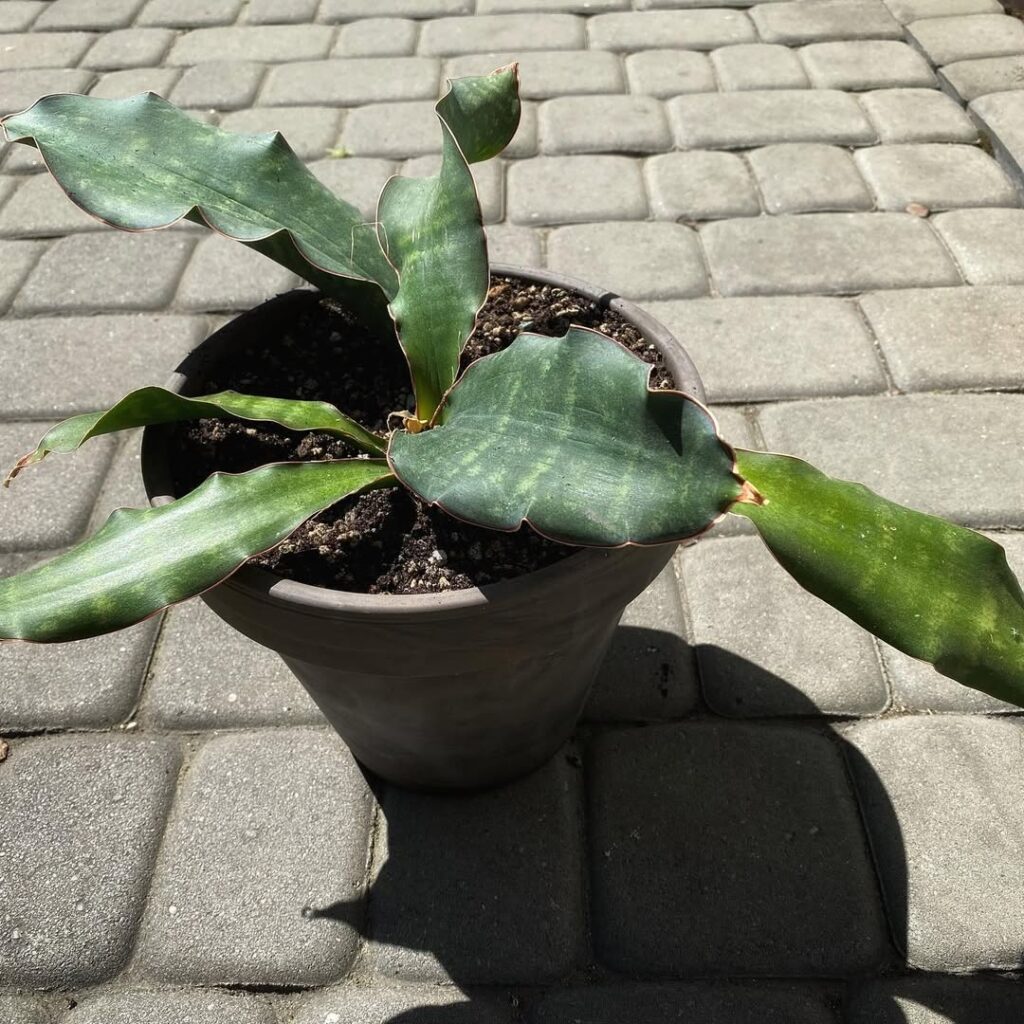 Sansevieria bhitalae Super Clone