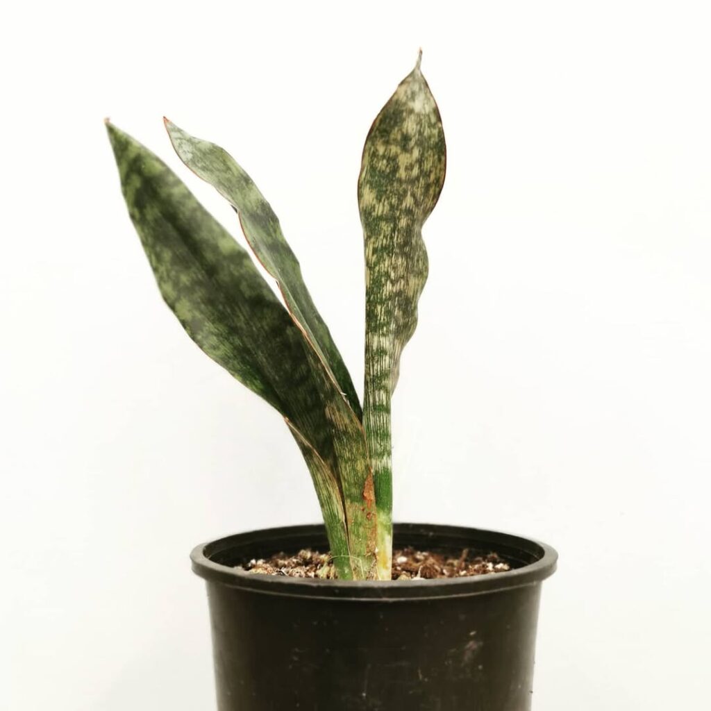 Sansevieria braunii