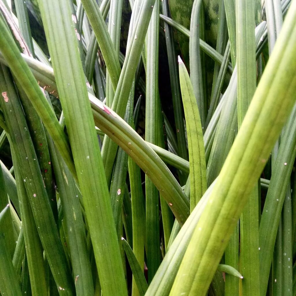 Sansevieria canaliculata