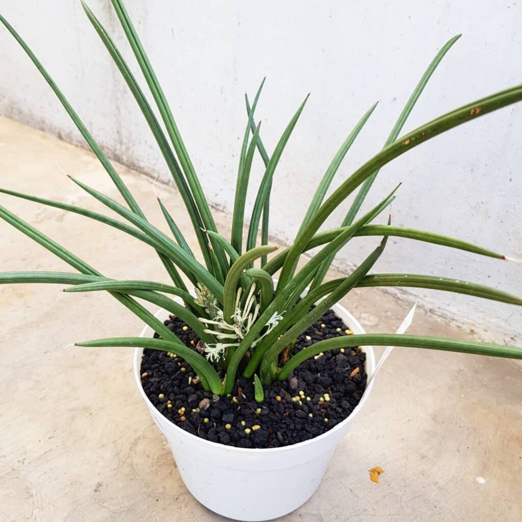 Sansevieria canaliculata Dwarf