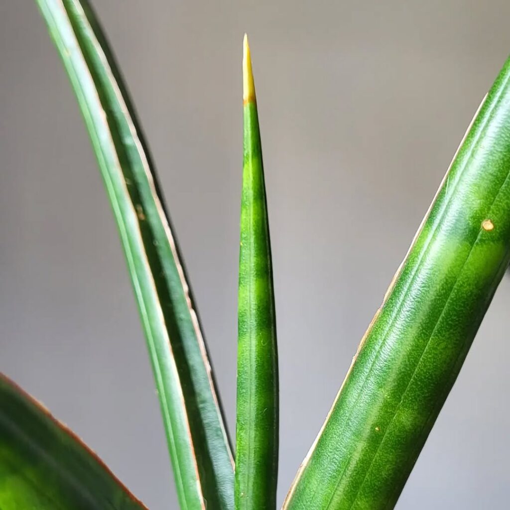 Sansevieria caulescens